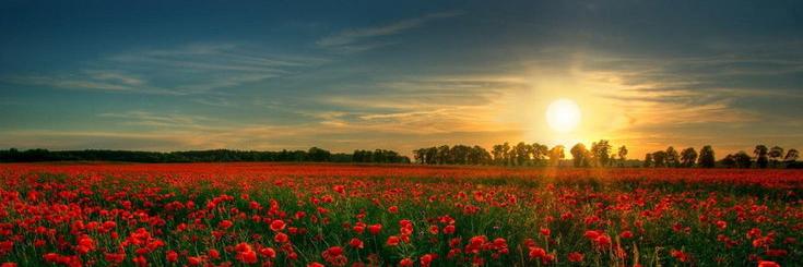 IriSSchwar_z's profile banner image