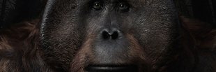 fraortsco's profile banner image