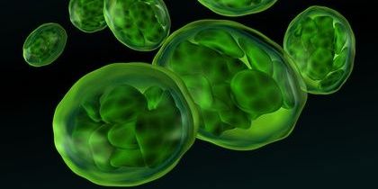 Chloroblastinn's profile banner image