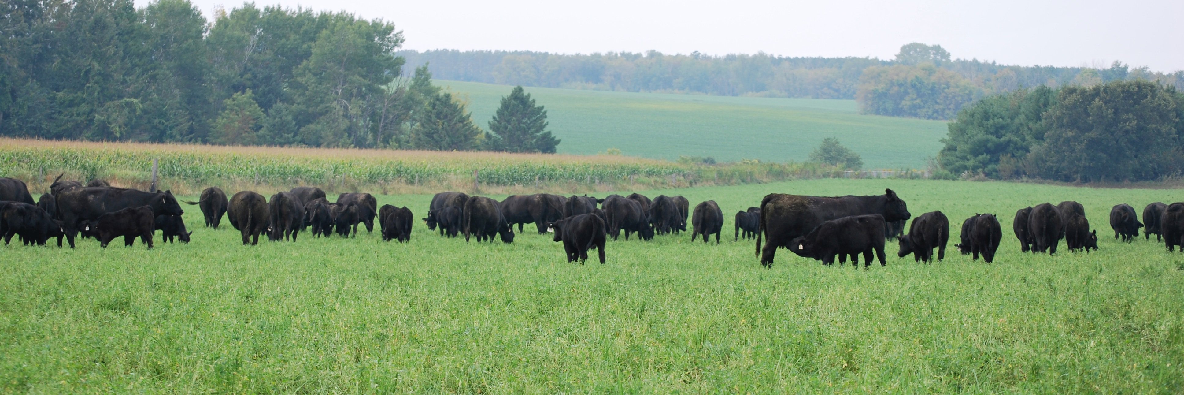GrassFedCattle's profile banner image