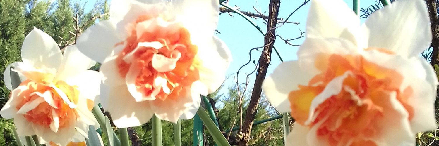 mlpaulus36's profile banner image