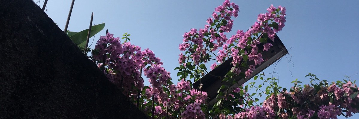 rulianynh's profile banner image