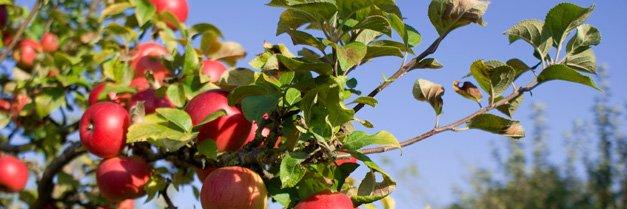 MI Cider Association banner