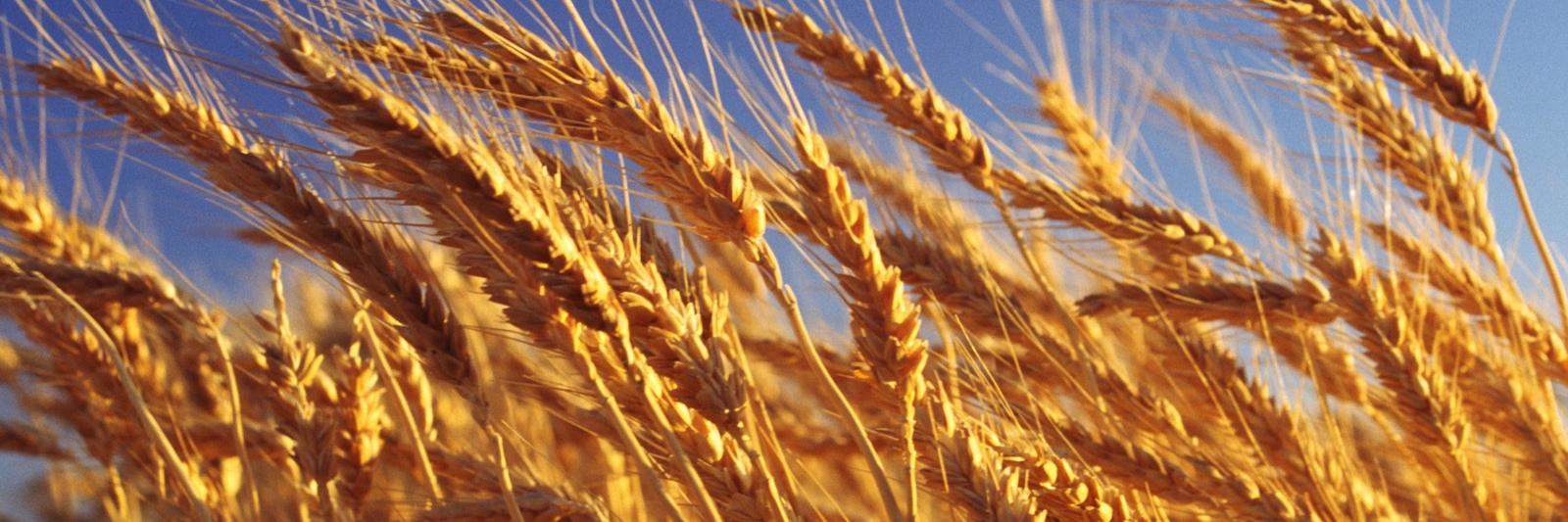 Perdue Agribusiness banner