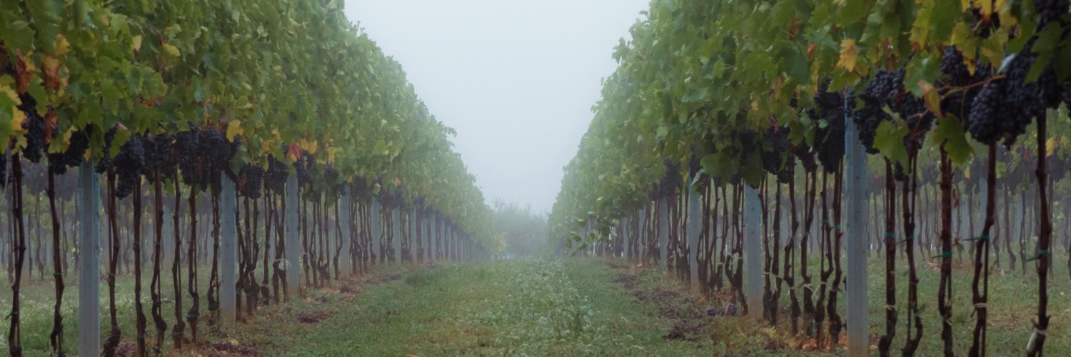TravelForWine's profile banner image