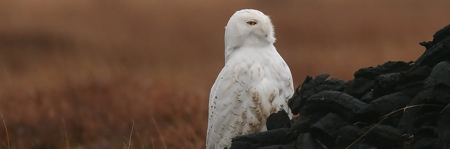 Stefan McElwee banner