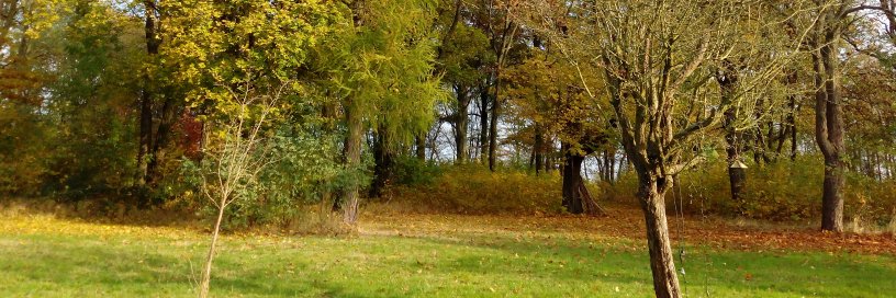 Merle Fairhurst banner