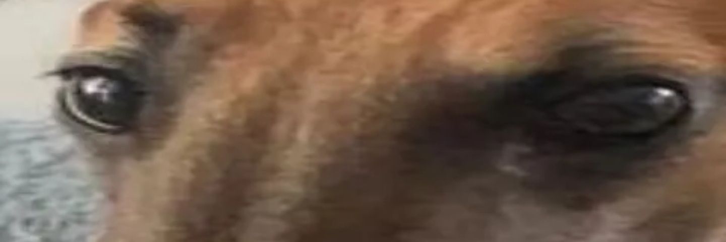 VANDER banner