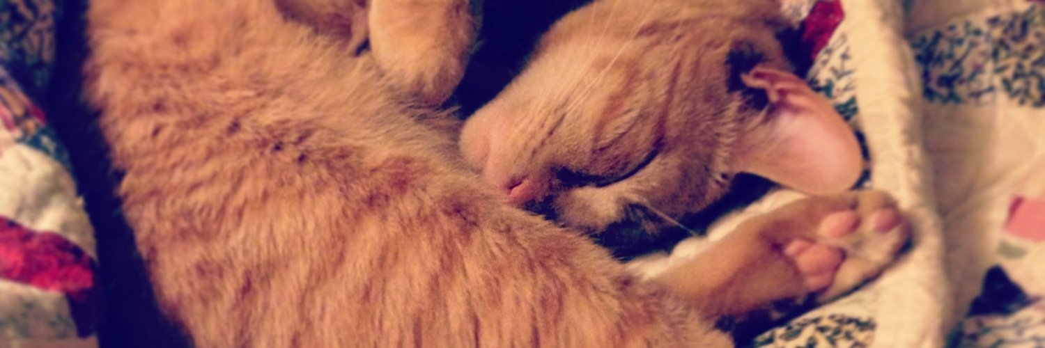 StupidNoodleCat's profile banner image