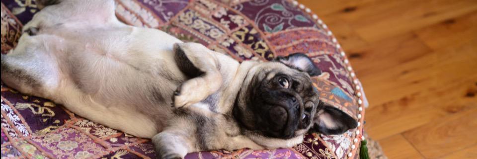 madgethepug's profile banner image