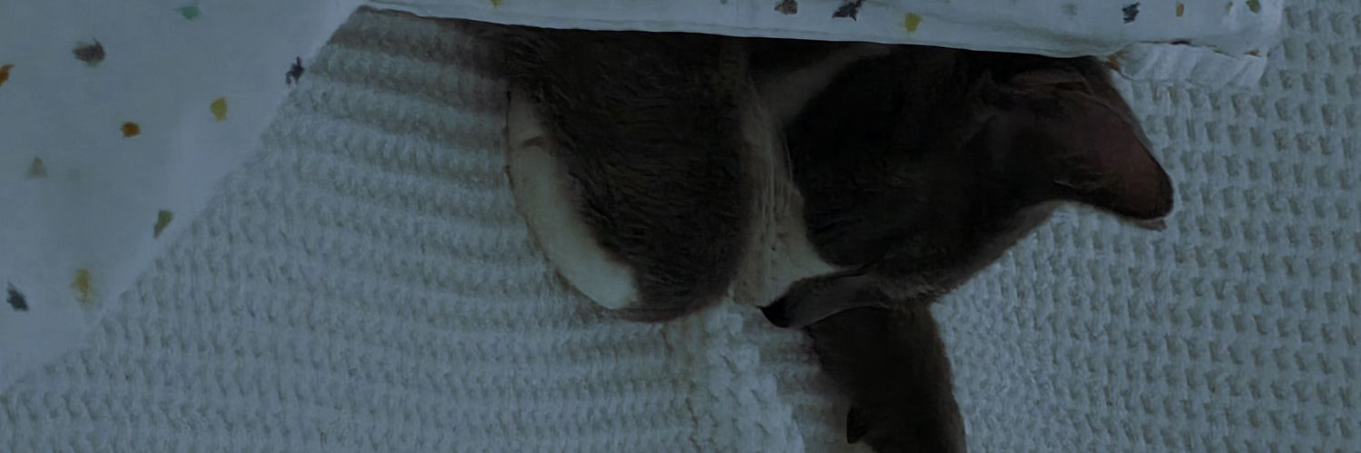 KglLaura's profile banner image