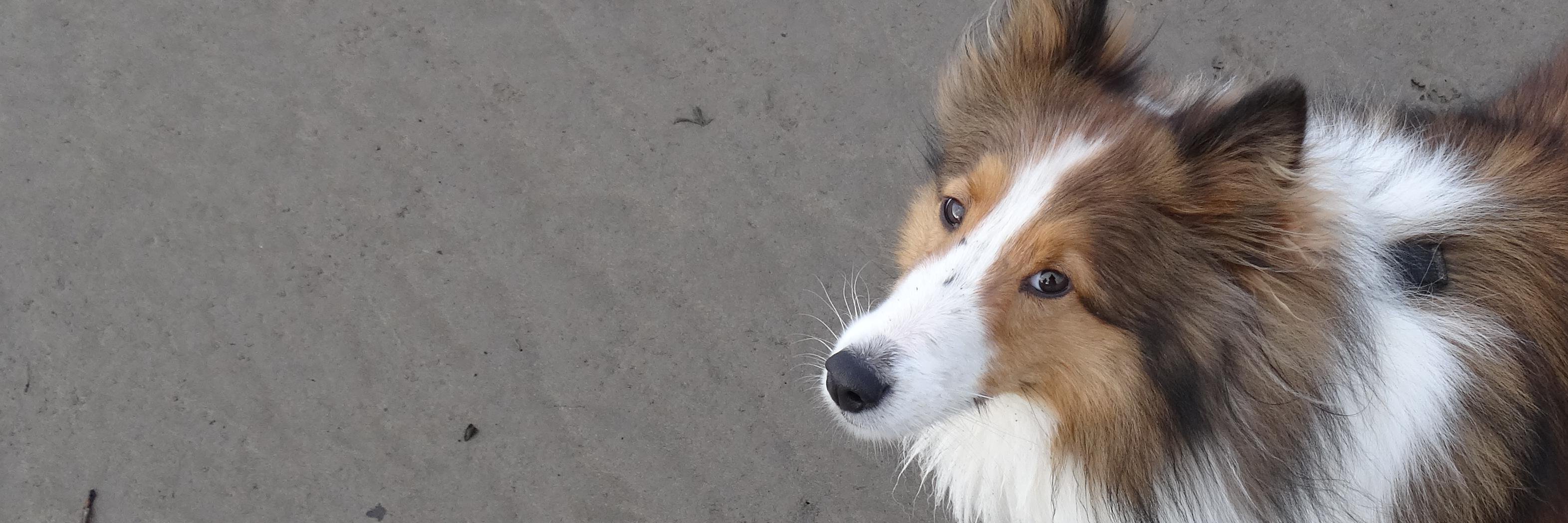 tuuli1506's profile banner image