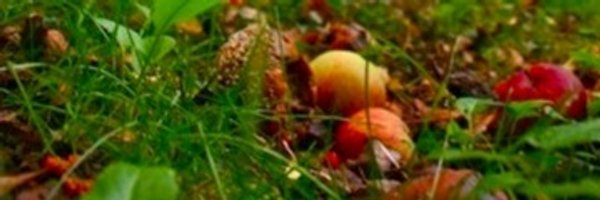 fruitWormPapers Profile Banner