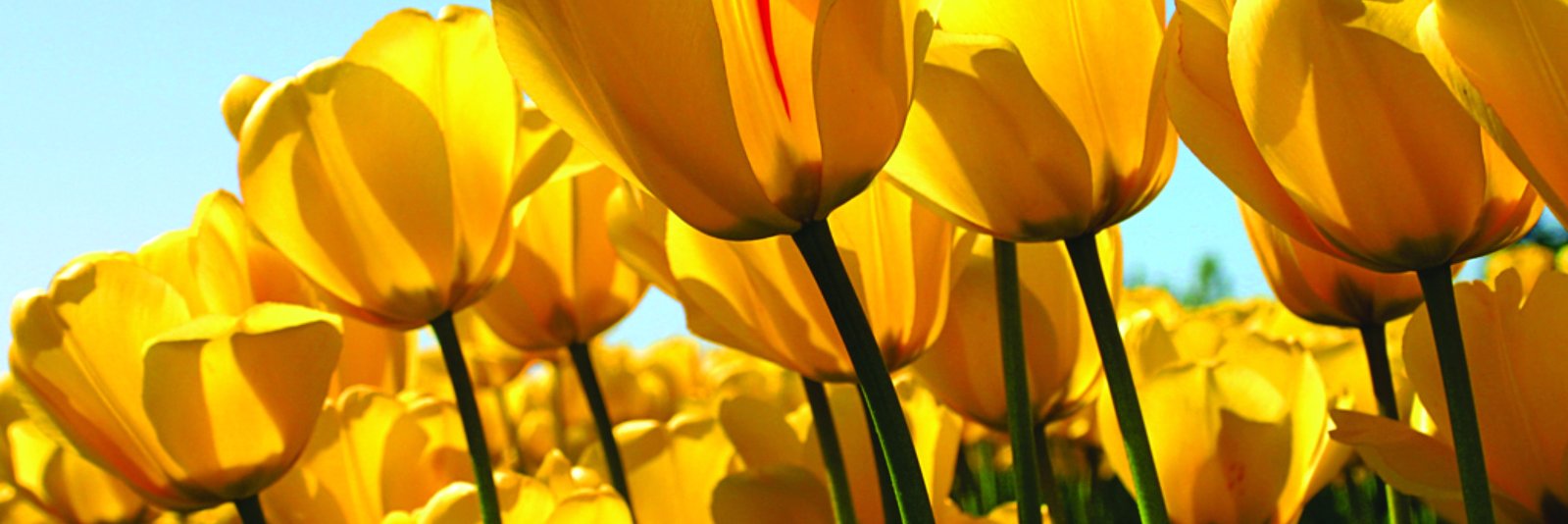 TiaoAFernandes's profile banner image