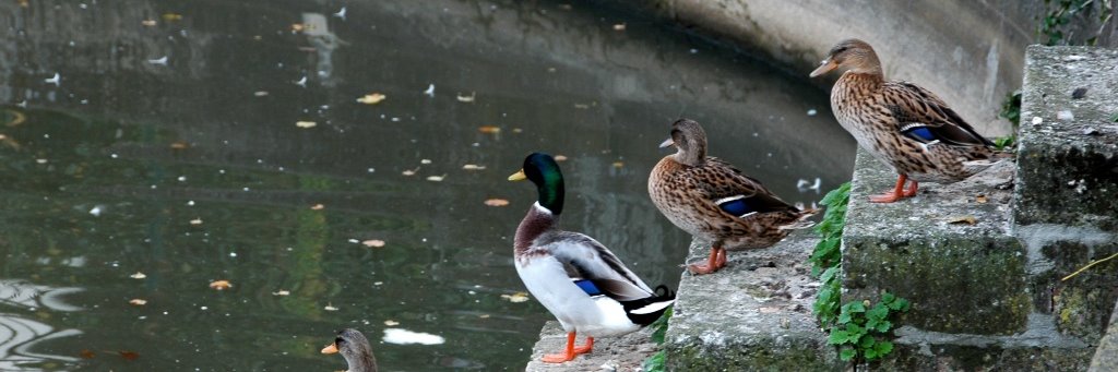 Canard.exe banner