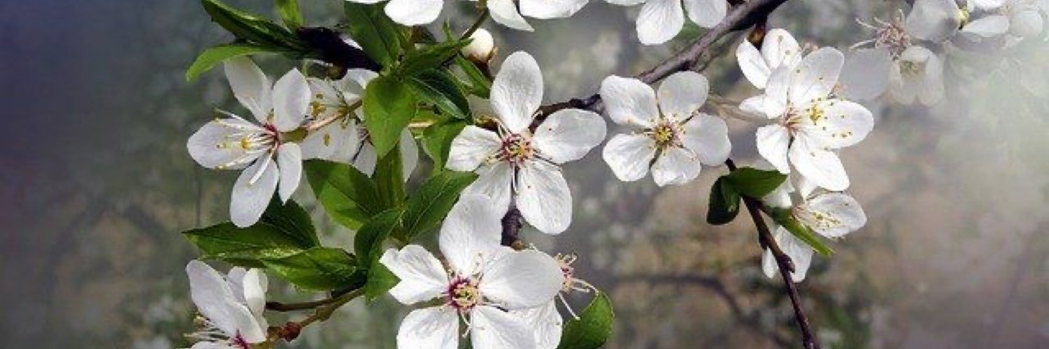 أم ريان banner