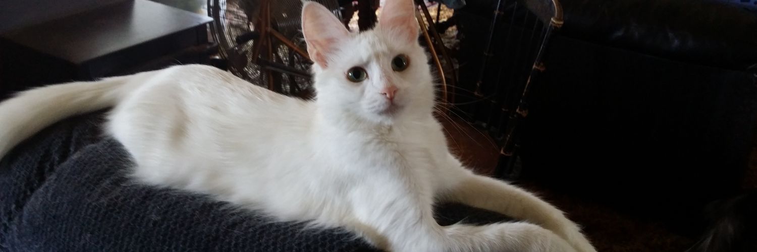Antiochcats's profile banner image