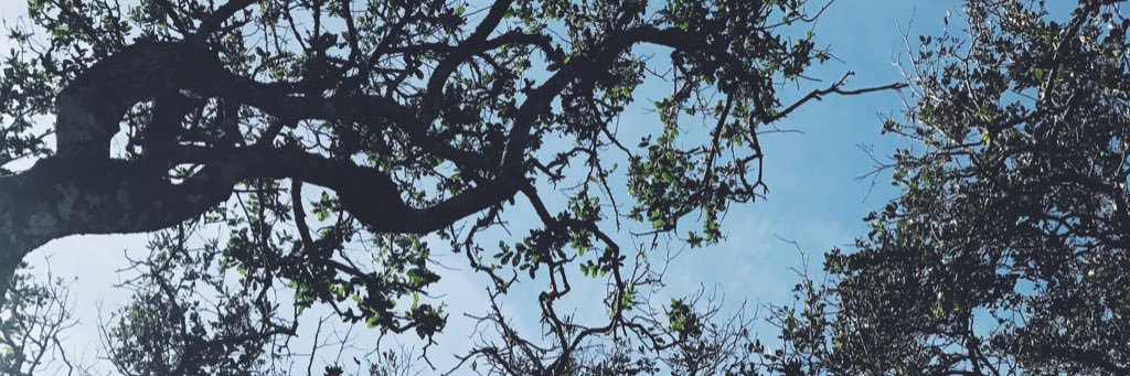 desaradauti's profile banner image