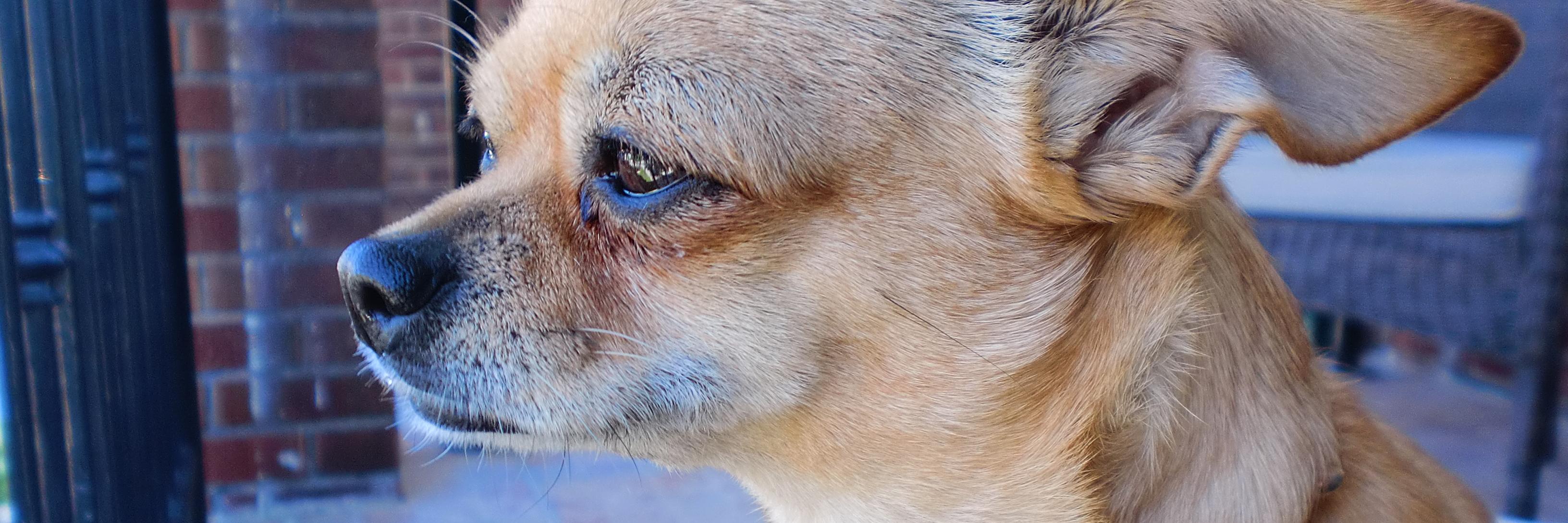 TheGoldenCutie's profile banner image