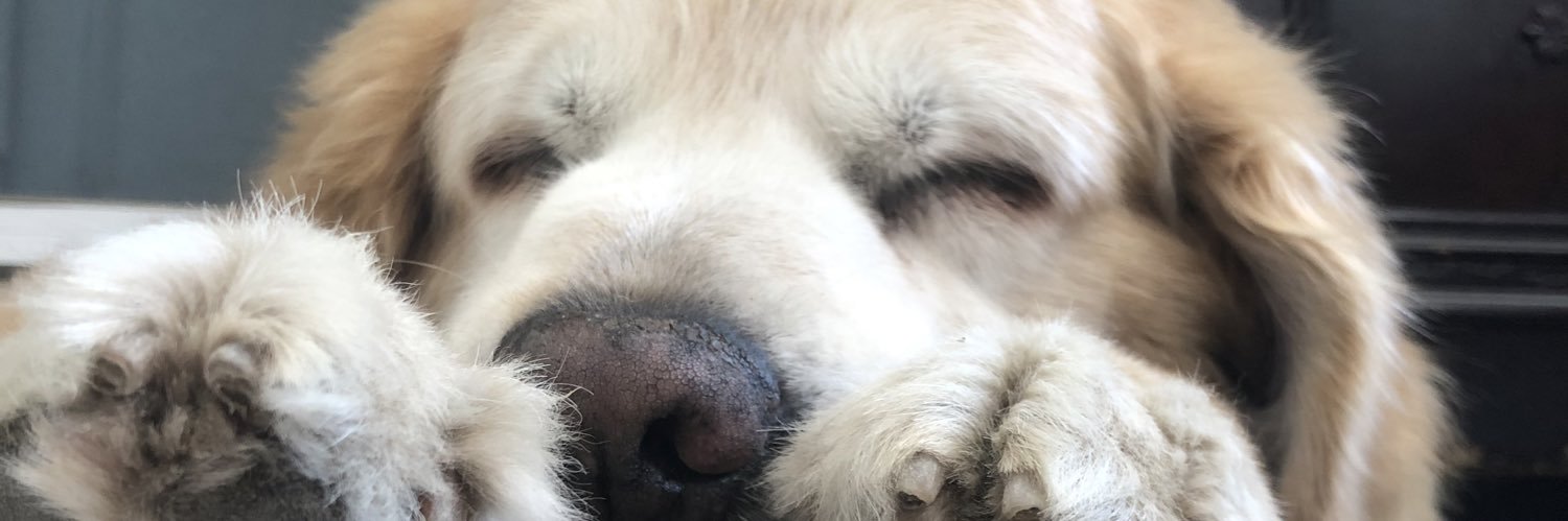 natalipasa's profile banner image