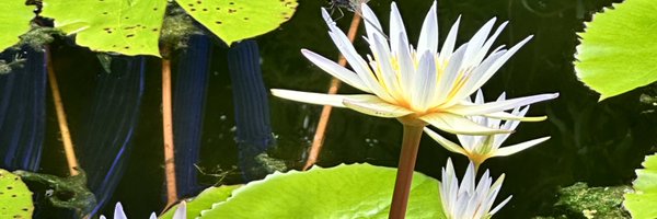 AlwaysLaTonya Profile Banner