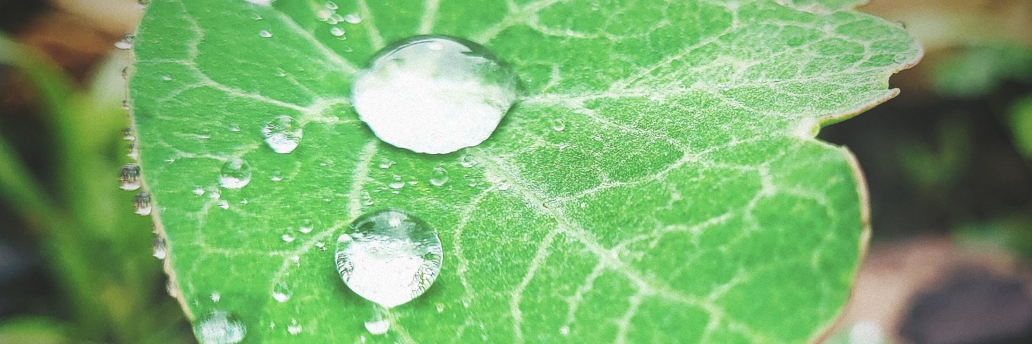 reneepellerine's profile banner image