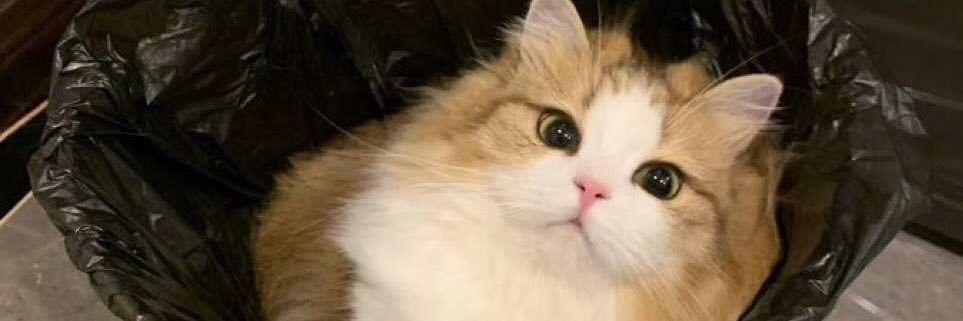phungjaaa's profile banner image