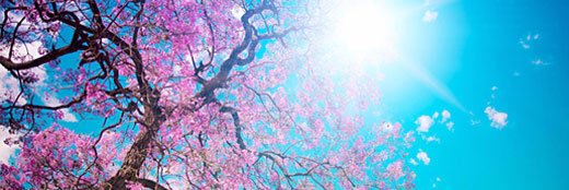 daniela🌸 banner