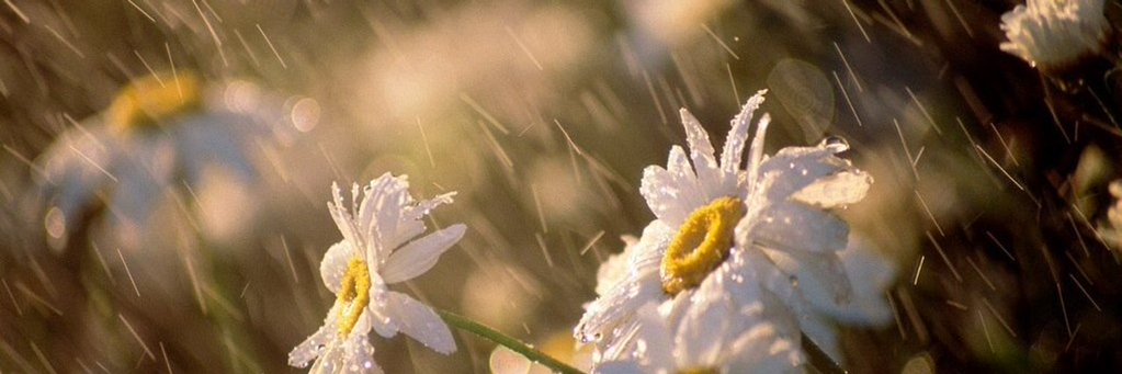 ضوء banner