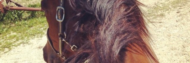 miclosarah's profile banner image