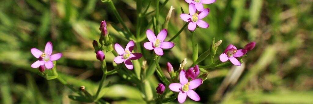 Florencia Buraschi banner