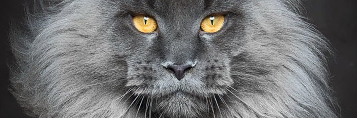 chiefsera24's profile banner image