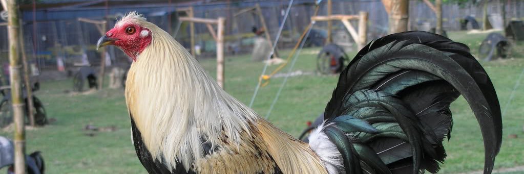 alanpitts2014's profile banner image