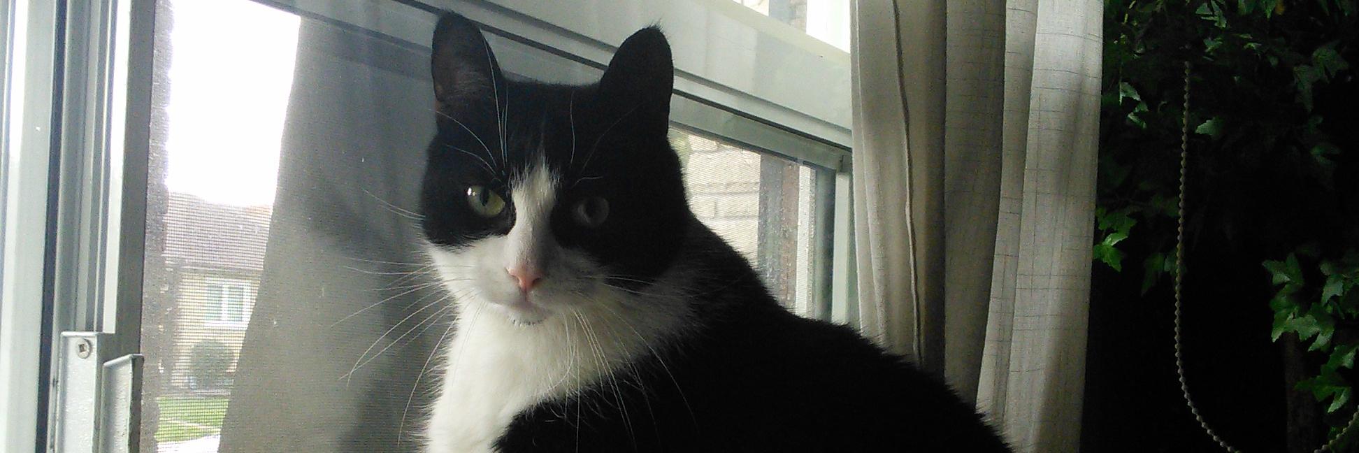 MeowBond's profile banner image