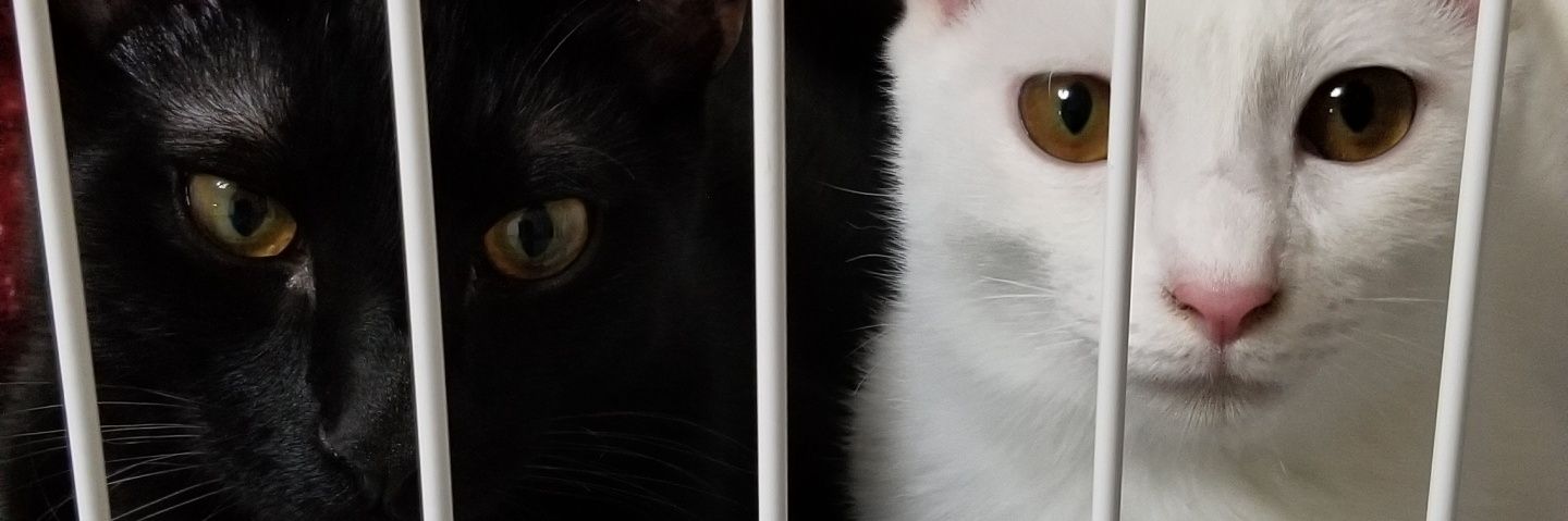 mikomiko4's profile banner image