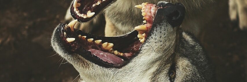 v0rtic3's profile banner image