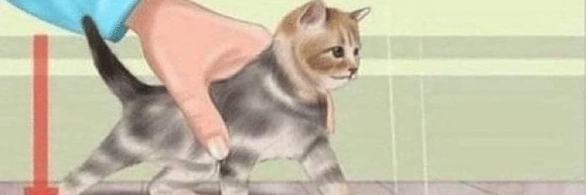 Trpaw's profile banner image