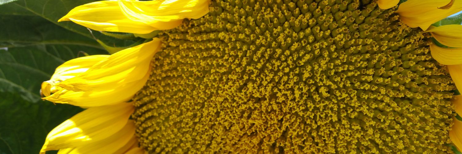 GailSulser's profile banner image