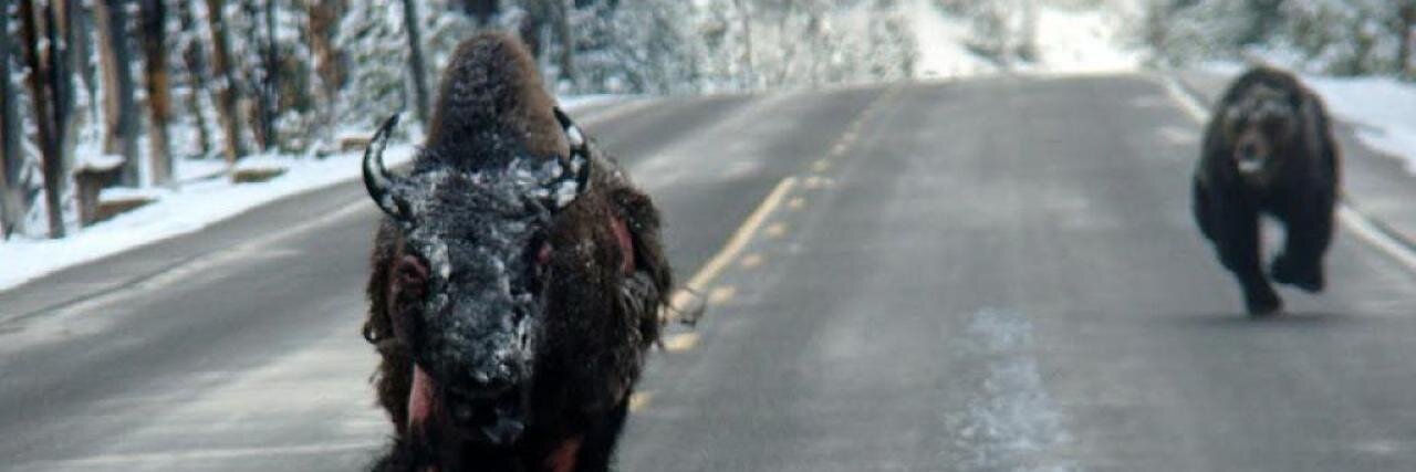 Shawn Francis banner