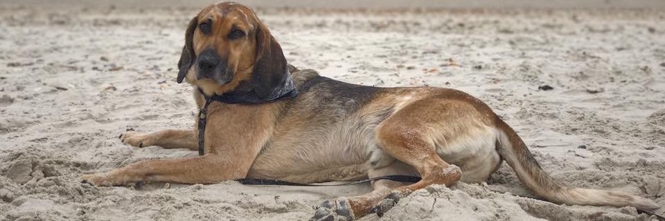 Dr. Lucia Lazarowski banner