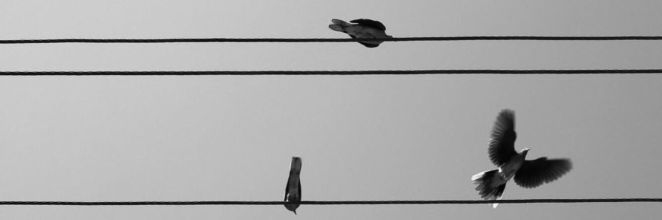 elif_ok's profile banner image