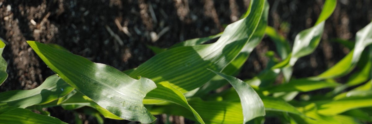 ClairePlanche's profile banner image
