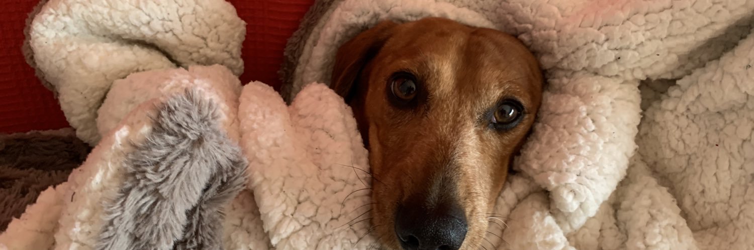 n@hum נחום banner