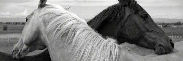 fatmaaqul's profile banner image