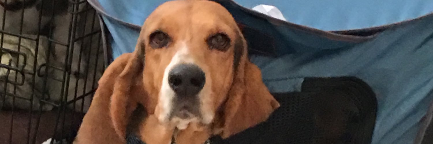 UCFShortie's profile banner image