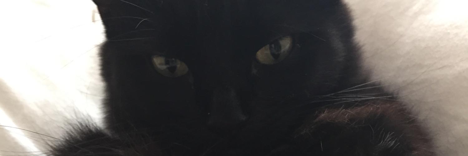 Amber Sly banner