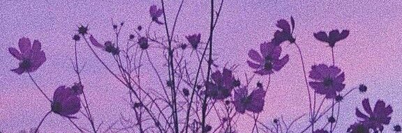 sofii_acero's profile banner image