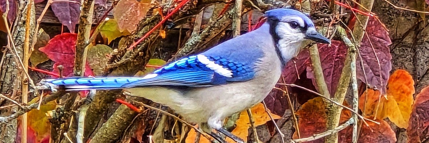 sherbear2274's profile banner image