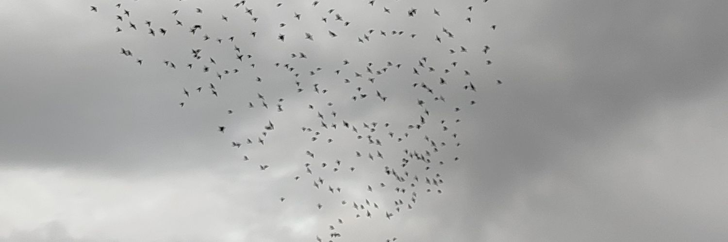 enestuncc_'s profile banner image
