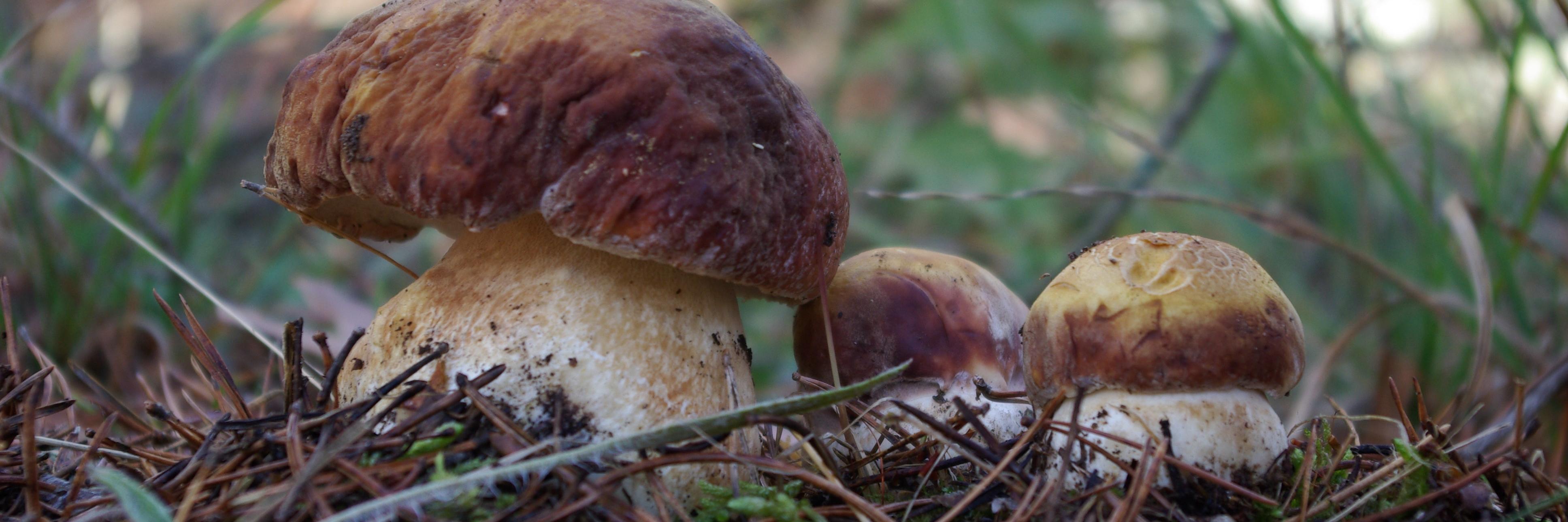 ECMfungi's profile banner image